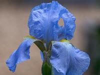 Hellblaue Irisblüte